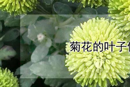 什么的菊花填空