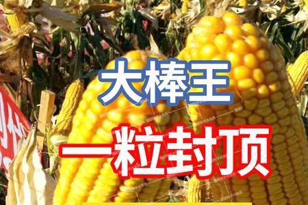 小金锤121玉米种审定号