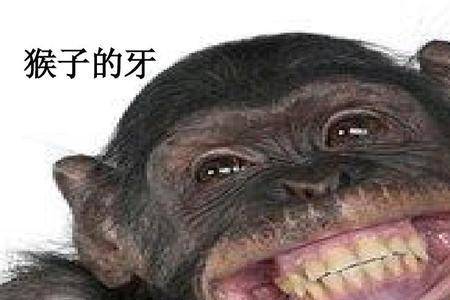 八字形牙齿是什么动物