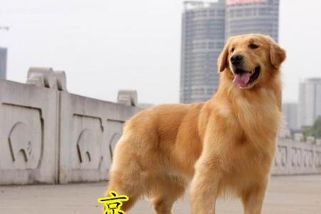 一只小金毛犬他有多少斤