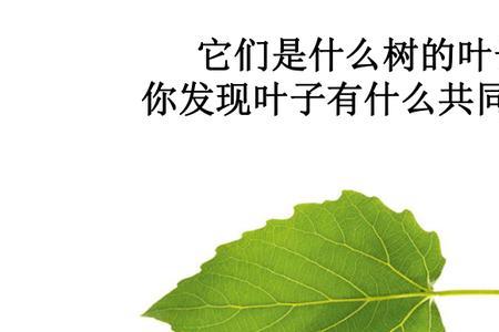 一年级科学书里的树叶叫什么