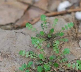 济南黄河哪里适合挖野菜