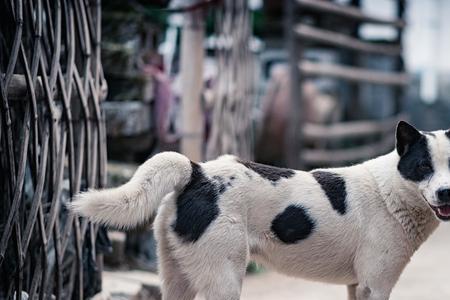 中华田园犬哪个品种大型最可爱