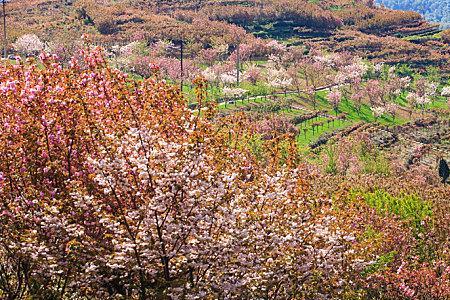 心花一朵山野烂漫什么意思