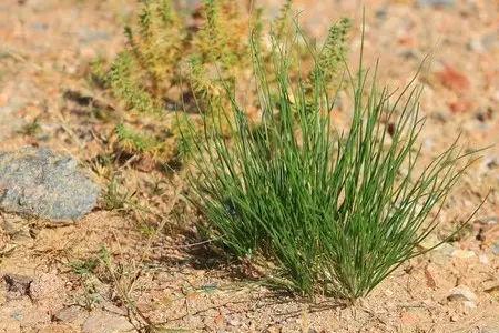 羊胡子花和沙葱花一样吗