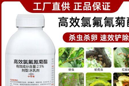 氯氟氰菊酯可以喷月季花吗