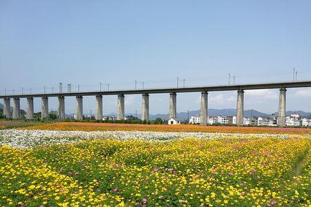 缙云花海最佳观赏时间