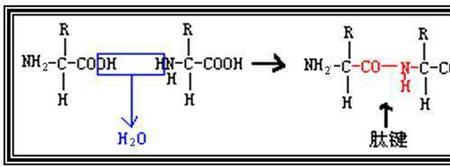 氨基羧基肽键的结构怎么写