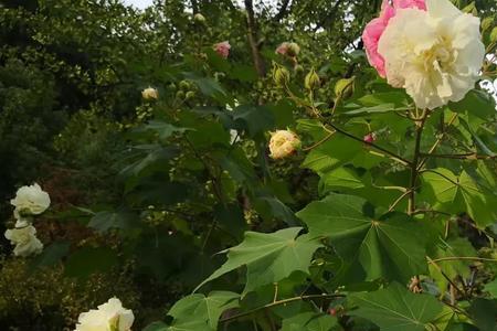 小池南畔木芙蓉运用了借景抒情a