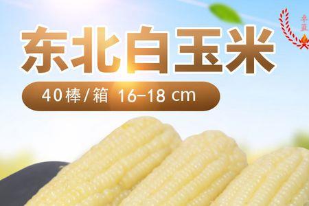 东北新鲜粘玉米能卖到什么时间