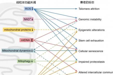 派维洛pro是什么