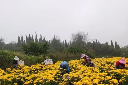 菊花采摘最佳时间