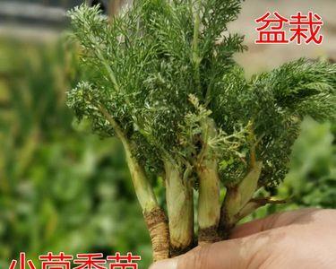 如何长期保存新鲜小茴香苗