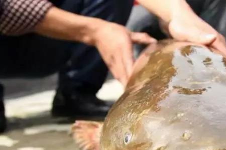 秋天鲶鱼都在什么水位