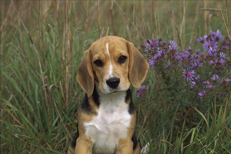 比格犬的生理特征