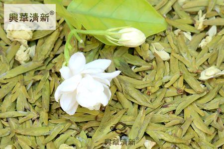 新鲜茉莉花怎么炒成茶