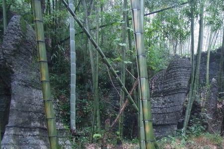 四川宜宾什么季节栽竹子最好