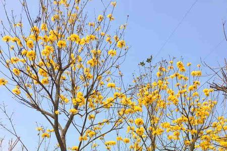 为什么现在城市爱种黄花铃木