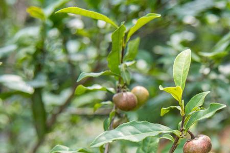 黄金芽怎样才能不结茶果