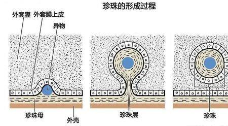 好的珍珠表面有微细层纹吗