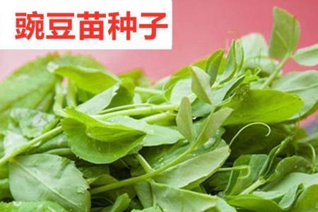 麻豌豆菜叫什么