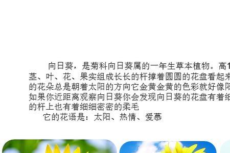 向日葵怎么辨别方向