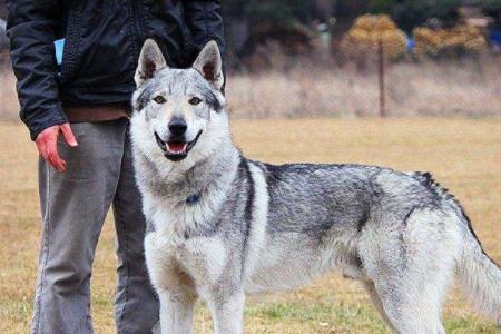 淘宝上捷克狼犬是真的吗