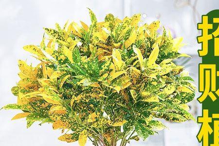 黄金万两植物喜阳吗