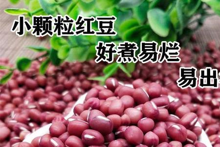 苏北小红豆播种时间