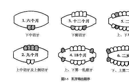 宝宝几岁长出第21颗牙