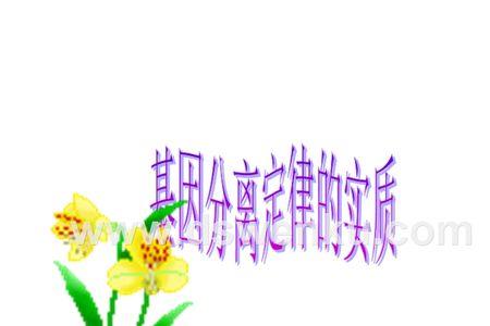 基因为什么会独立性