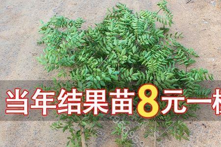 花椒树可以嫁接清香木吗