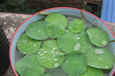 莲子种植科学施肥的方法是什么