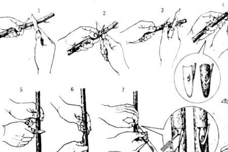 葡萄秋季芽接技术