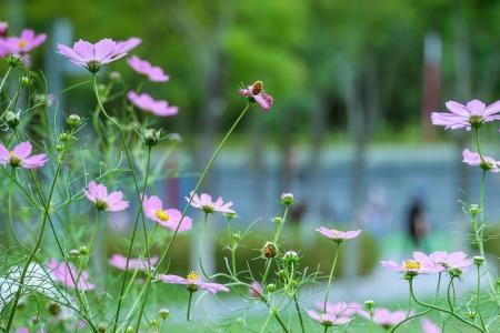 鲜花朵朵哪里来