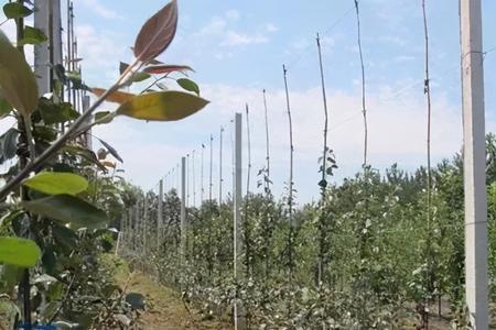 纺锤形梨树夏季修剪方法