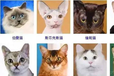 云南猫品种