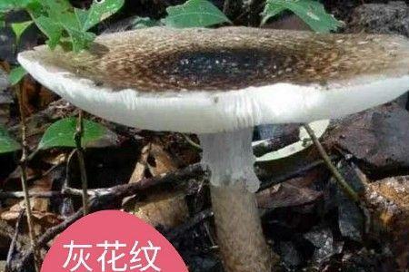 野生蘑菇怎么移植