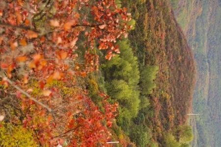 黄河丹峡红叶最佳观赏时间