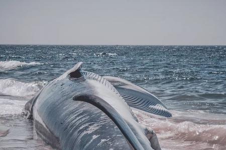 海知鲸的寓意