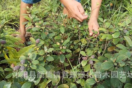 稔子可家庭种植吗种子去哪里求