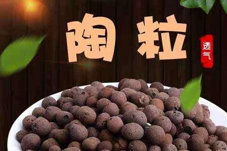 白玉蜗牛可以用陶粒养