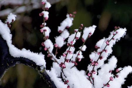 傲雪凌霜是什么花