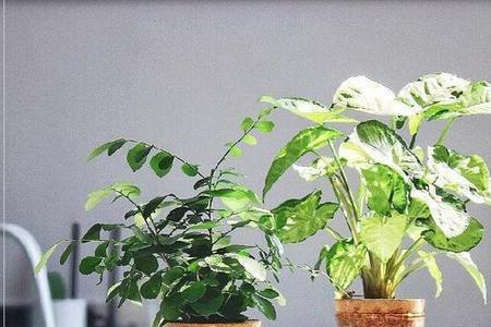 水养木本植物