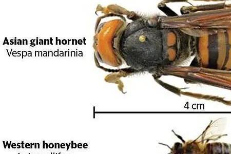虎头蜂是科学家造的吗