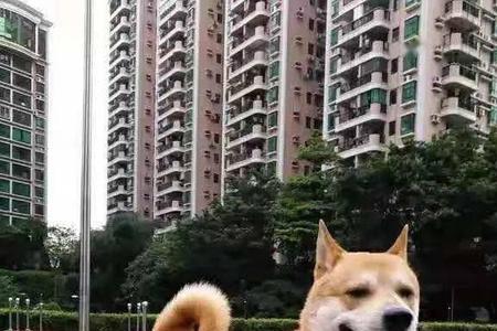 柴犬和串串哪个智商高