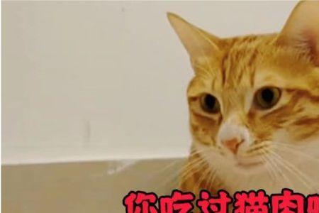 猫吃猫肉吗