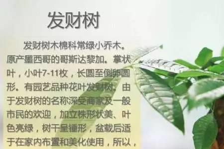 发财树可以吹空调吗