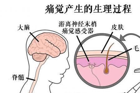 动物的痛觉神经排名