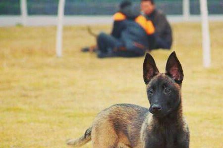 太仓犬和马犬哪个更懂人性